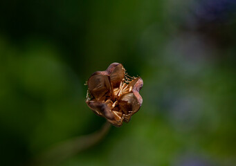 Seed Head