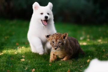 White Swiss Shepherds puppy play and kiss with lion cub