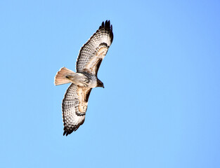 Red-tail Hawk in flight