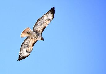 Red-tail hawk in flight