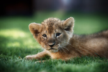 Little lion cub playing on the green grass