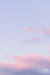 Swallows on the background of the sunset pink sky and clouds  - 354120819