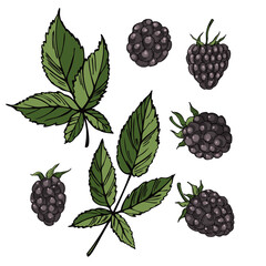 Hand drawn forest berry. Blackberry on white background. Vector sketch illustration