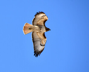 Red tailed Hawk has just taken off from its perch