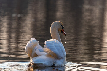 swan in the lake