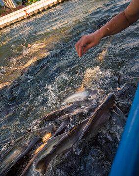 Feeding Fish from the Boat on Chao Phraya River in Bangkok, Thailand