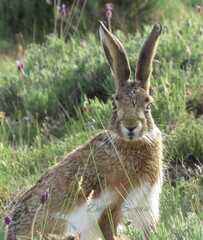 rabbit in the grass