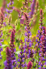 Summer wildflowers and sunny meadow. Postcard for the holiday of Trinity