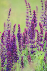 Summer wildflowers and sunny meadow. Postcard for the holiday of Trinity
