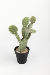 small cactus in a pot