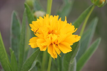 Fototapeta premium flower, yellow, nature, garden, flowers, green, summer, plant, spring, bloom, orange, dandelion, blossom, flora, beauty, grass, macro, floral, petal, beautiful, field, marigold, color, petals, close