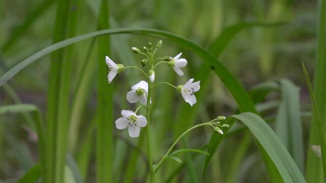 White flowers of the large bitter-cress (Cardamine amara).