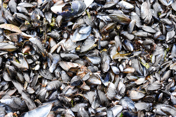 close up of shells background