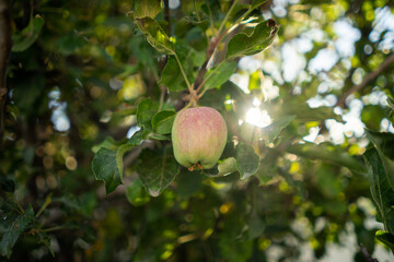 Árbol de manzana orgánico y fruto con el sol al atardecer 