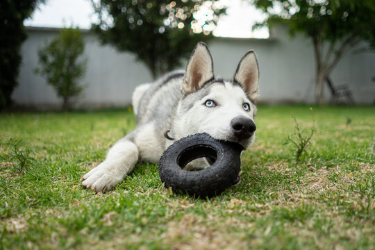 Perro husky jugando tirado sobre el césped con juguete de goma