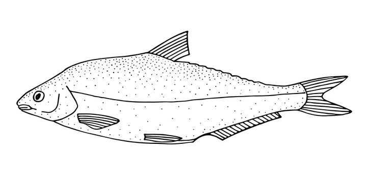 Vimba bream. Hand drawn realistic black line illustration.