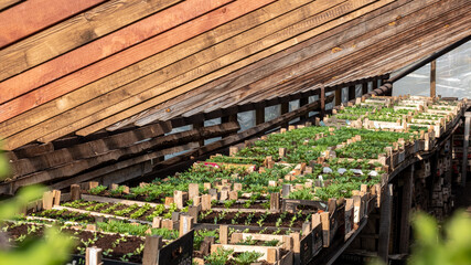 boxes of seedlings in nursery 