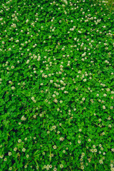 A field of blooming white clover flowers