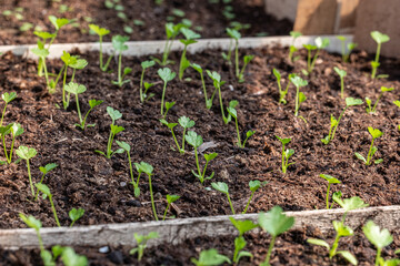 tiny green seedlings of parsley in a nursery in a greenhouse in the spring