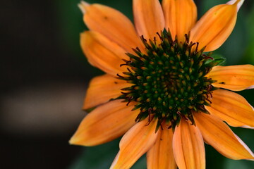 Pomarańczowy kwiat jeżówki na ciemnym tle.