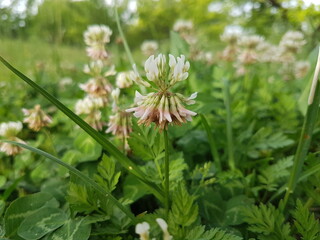 Trifolium hybridum