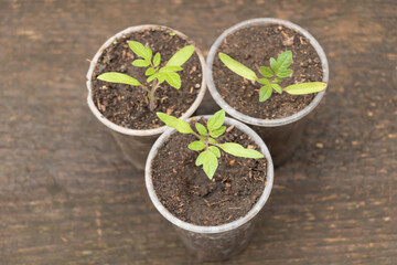 Tomato seedling growing in the plastic cups