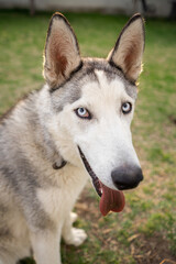 Perro husky sacando la lengua con césped de fondo