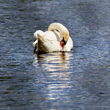 white elegant swan swimming on the water
