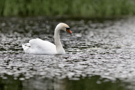 white elegant swan swimming on the water