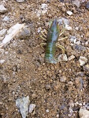 Live cancer on a rocky shore