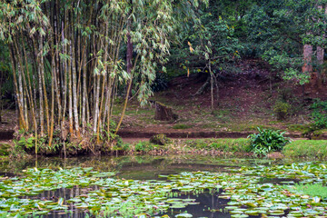 nature  which is taken srilanka peradeniya garden