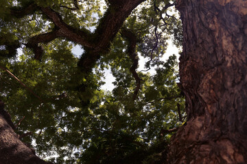 Tree from Below