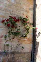 climbing roses on ancient wall in Europe 