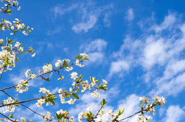 branches and flowers of cherry blossoms in spring against a blue sky with clouds. natural background. Copy space