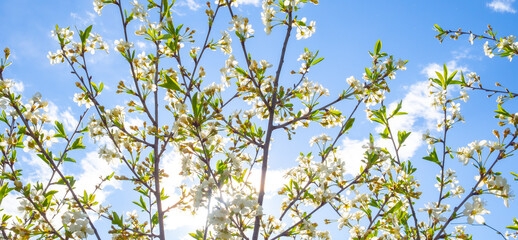 branches and flowers of cherry blossoms in spring against a blue sky with clouds. natural background.