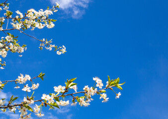 branches and flowers of cherry blossoms in spring against a blue sky with clouds. natural background. Copy space