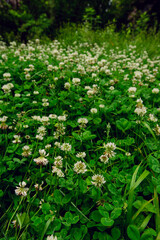 A field of blooming white clover flowers