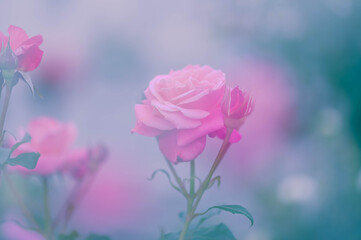ピンク色のバラの花