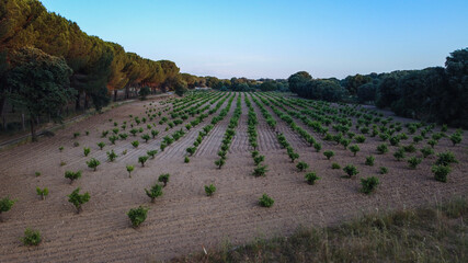 krzjobraz pole winorośl natura rolnictwo