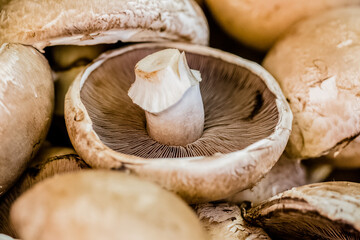 Champignon mushroom close up photo