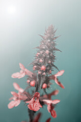 beautiful red flowers in sunshine, close view  