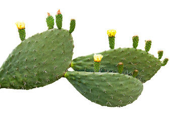 cactus isolated on white background