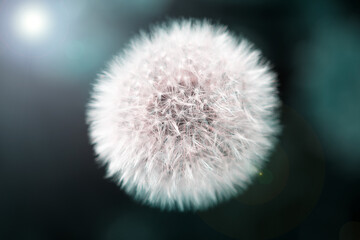 white fluffy dandelion flower on blurred green background, close-up   