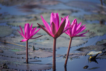 Alli flower in a pond from chennai, tamilnadu. Its a subset of Lotus flowers and resemble the same. It always occurs in pond or small water bodies.
