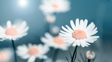 white daisies growing on summer meadow in morning sunlight 