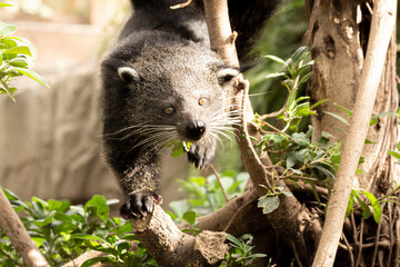 Binturong