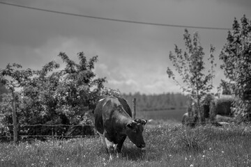 Krowa na pastwisku  © Marcinwarmia