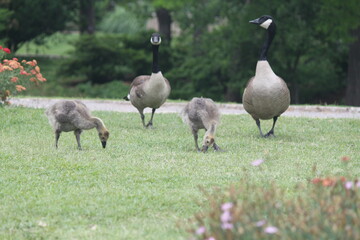 Obraz premium goose, bird, geese, grass, nature, animal, wildlife, birds, white, green, duck, feather, water, feathers, swan, beak, walking, animals, wild, park