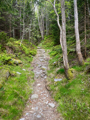 Obraz premium Wanderweg durch Wald