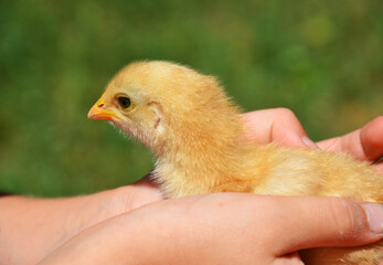 Little yellow chicken in children's hands on a green background